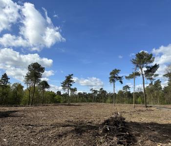 Landduinherstel Weelde