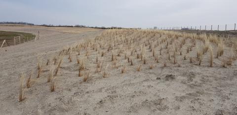 Aanplanting helmgrassen