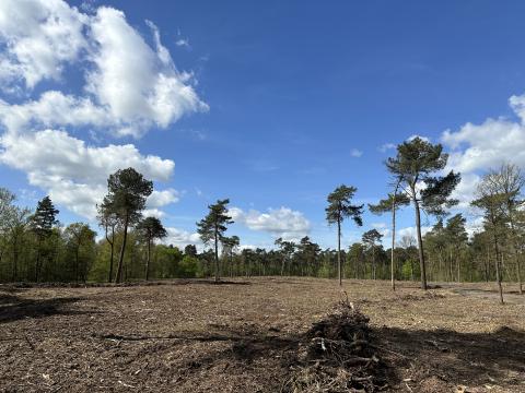 Landduinherstel Weelde